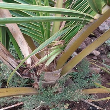 Bud Rot Sample