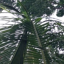Leaf Rot Sample