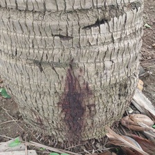 Stem Bleeding Sample